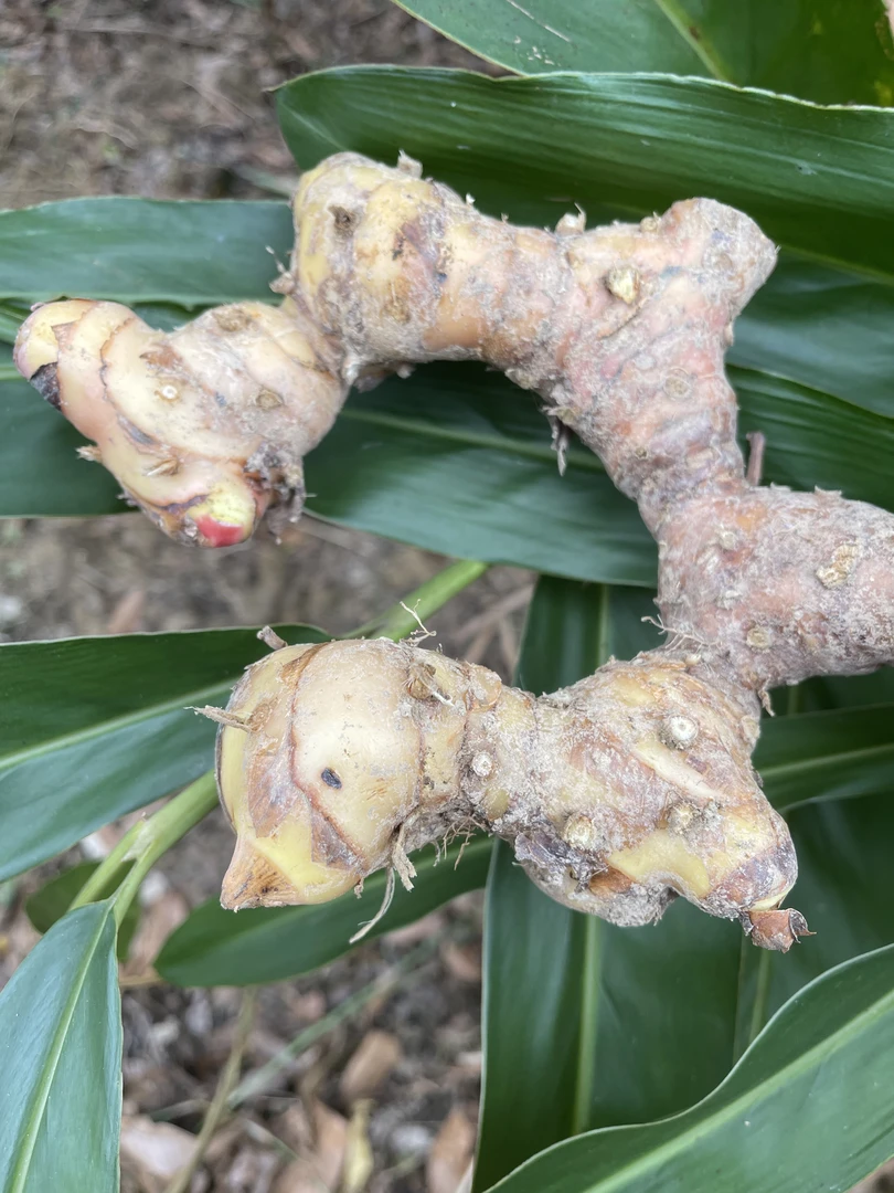 南姜新鲜南姜潮汕南姜牛肉羊肉火锅去腥味去膻提味调味料卤料搭档
