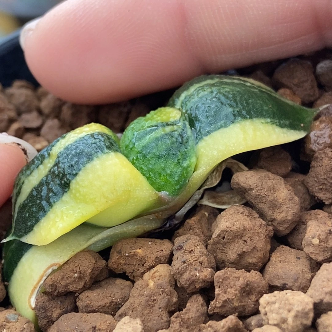 781卧牛实生锦大颗粒釉带盆发货