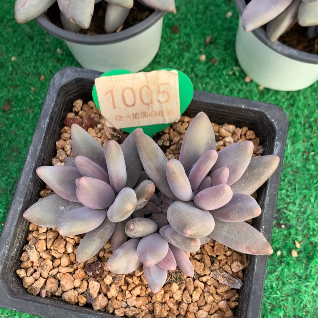 企鹅无砍一物一拍1005