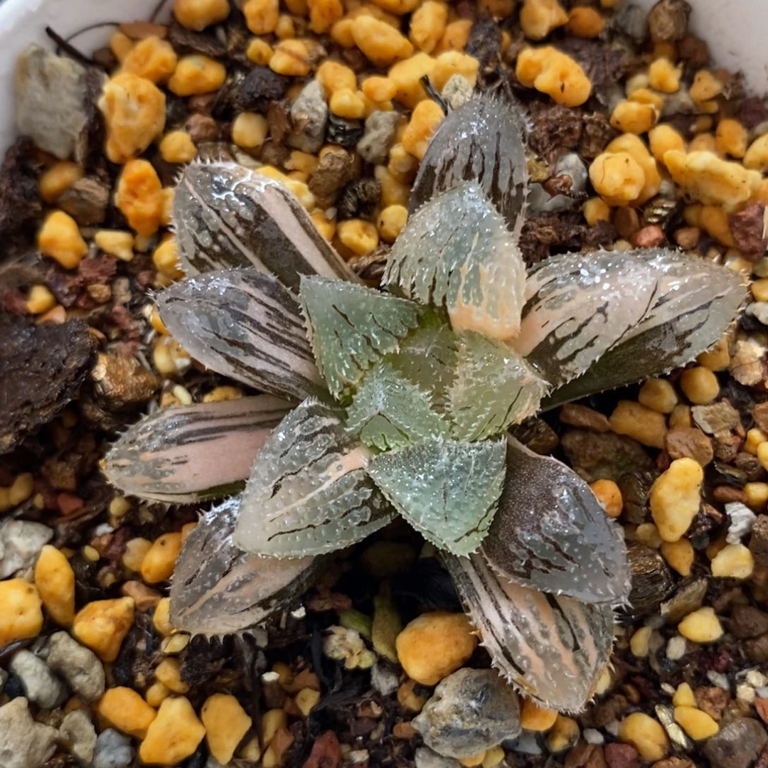 459魔刺玉露锦一物一图