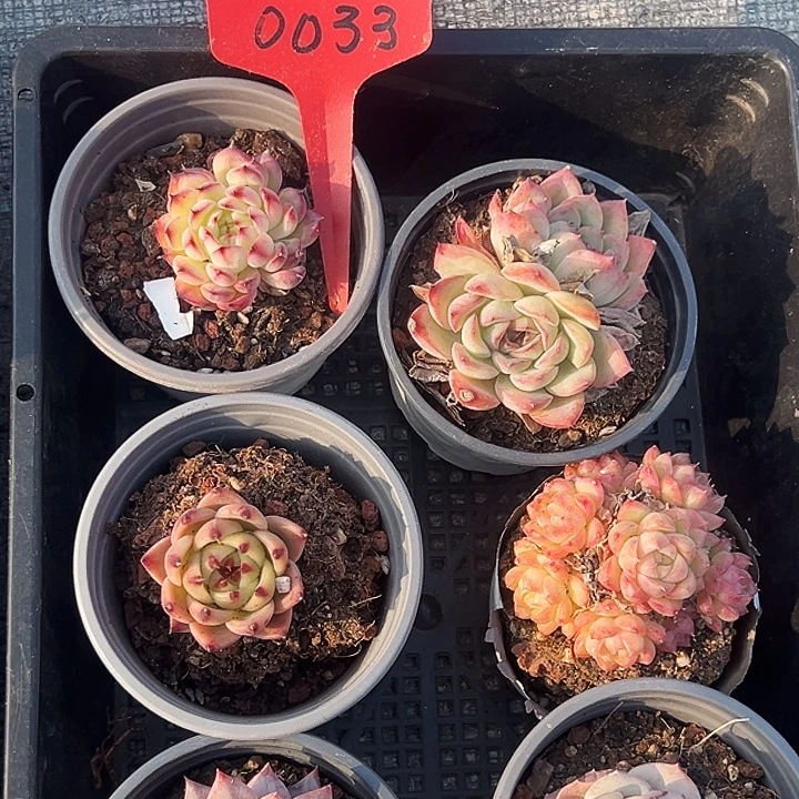 0033号框。  福利多多