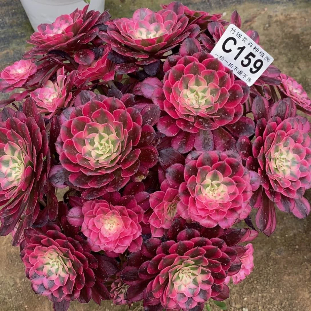 全部花朵159红彤嫩桩寄养