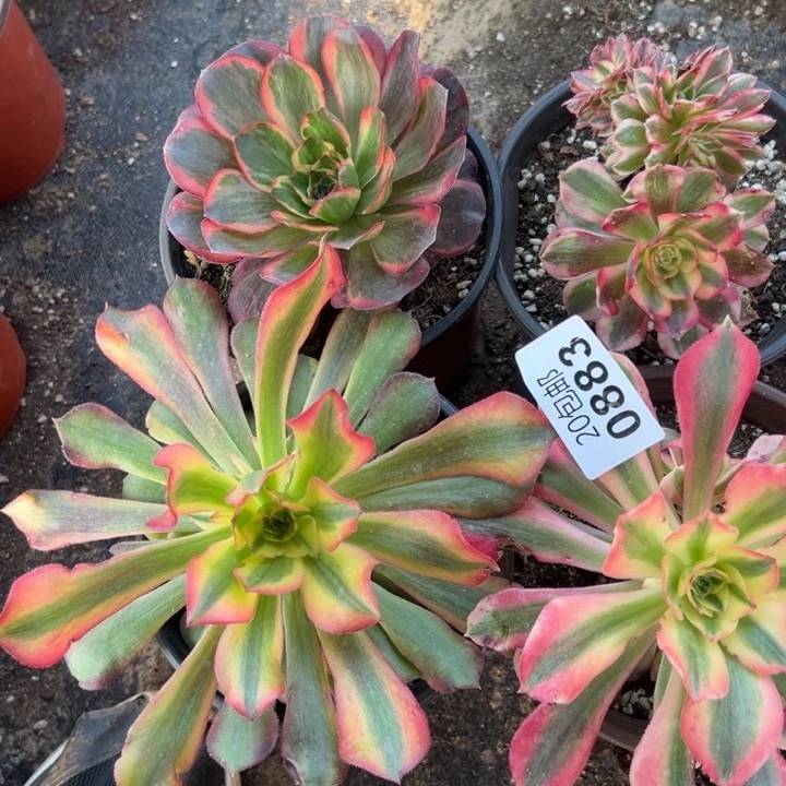 多肉植物883种植物