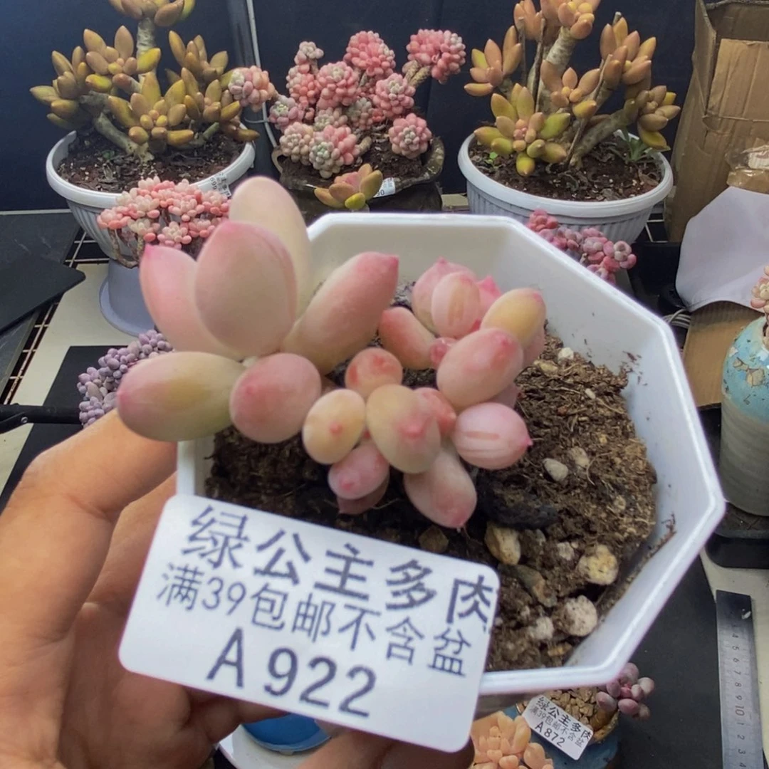 922苹果奶二代多肉5c m