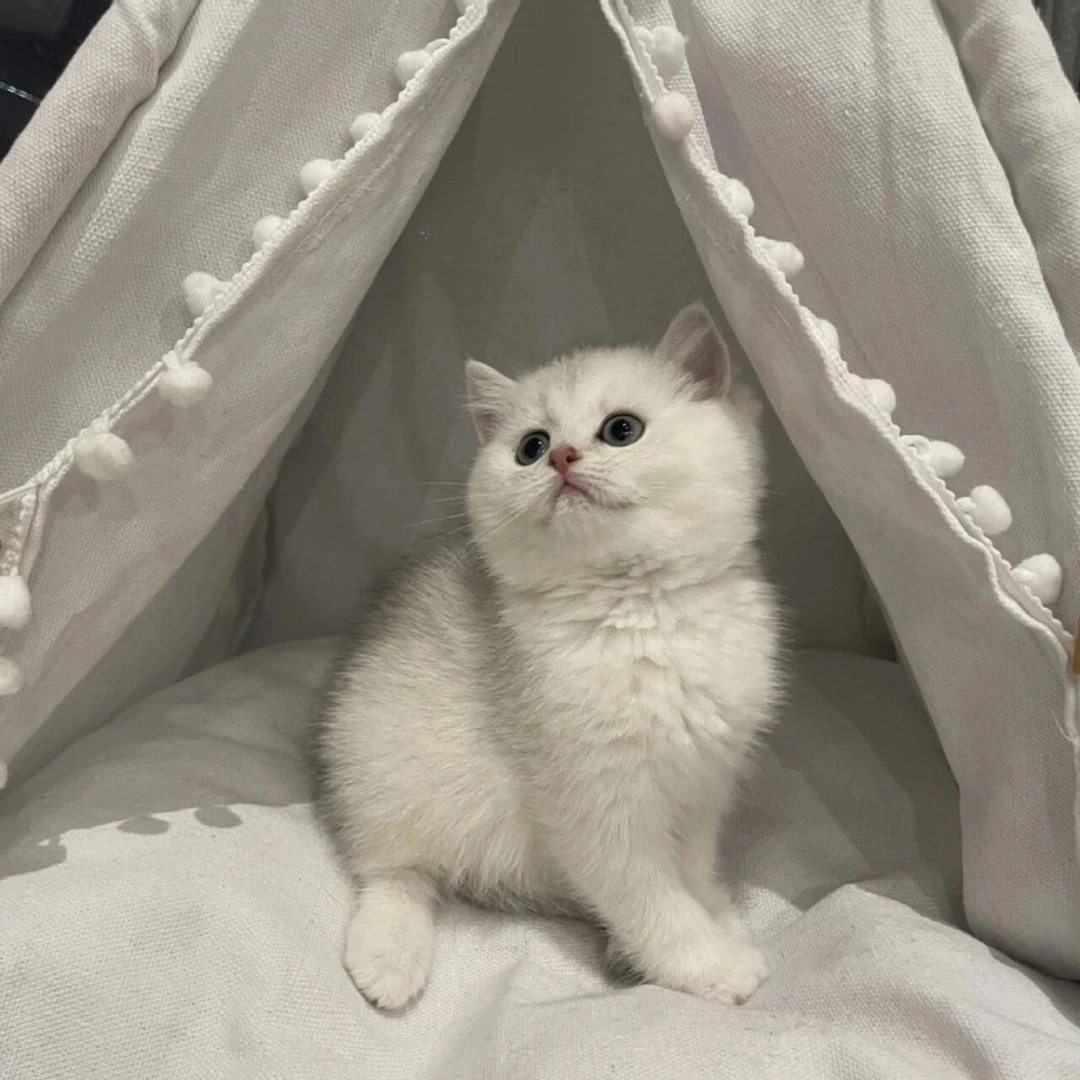 英短猫银渐层活体宠物猫一物一拍全款链接