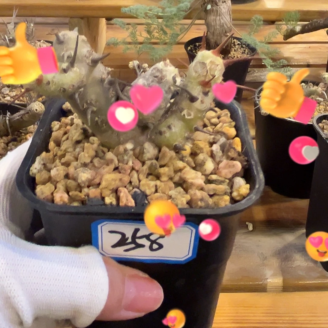 汤圆植物刺月界好看