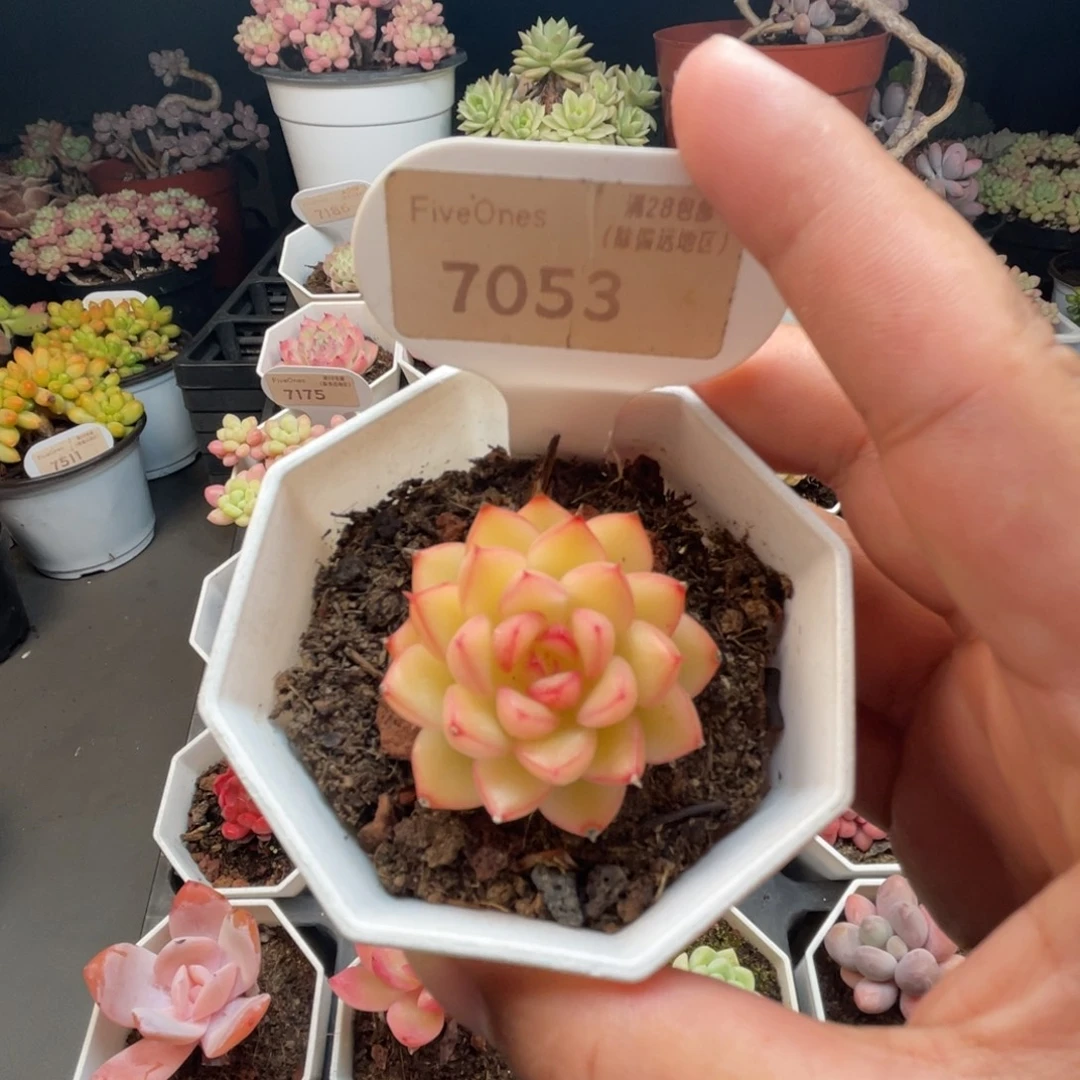 7053闪光 4.0厘米