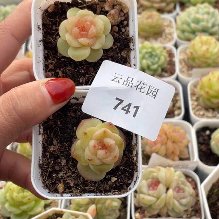 741糖心冰心珍妮