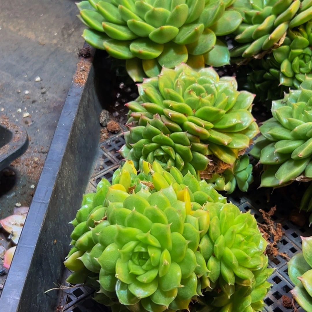 220多肉葡萄干和一