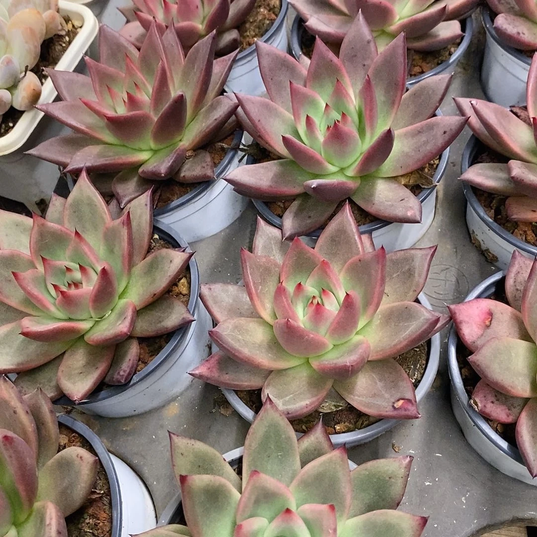 团。红颜密语。福利多多