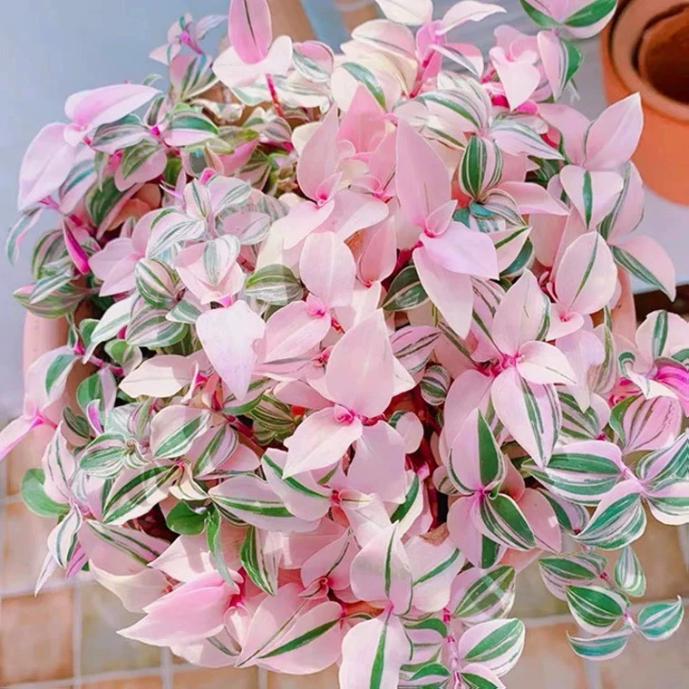 油画婚礼吊兰 婚礼吊兰锦 紫露草锦  进口室内绿植盆栽