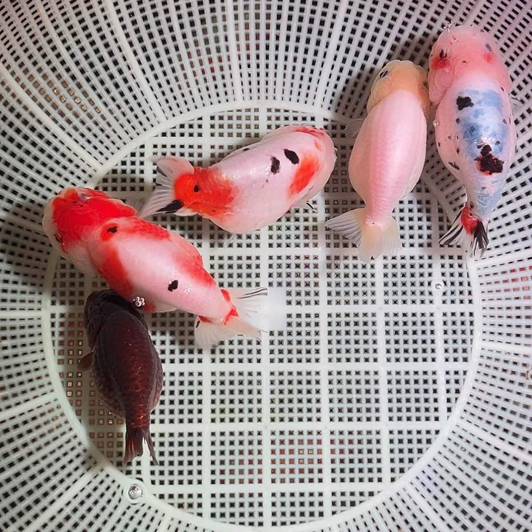 金鱼精品兰寿压成五条一组