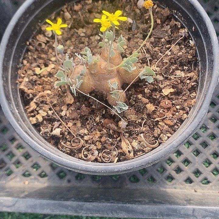 格加厚敦菊。带盆发货
