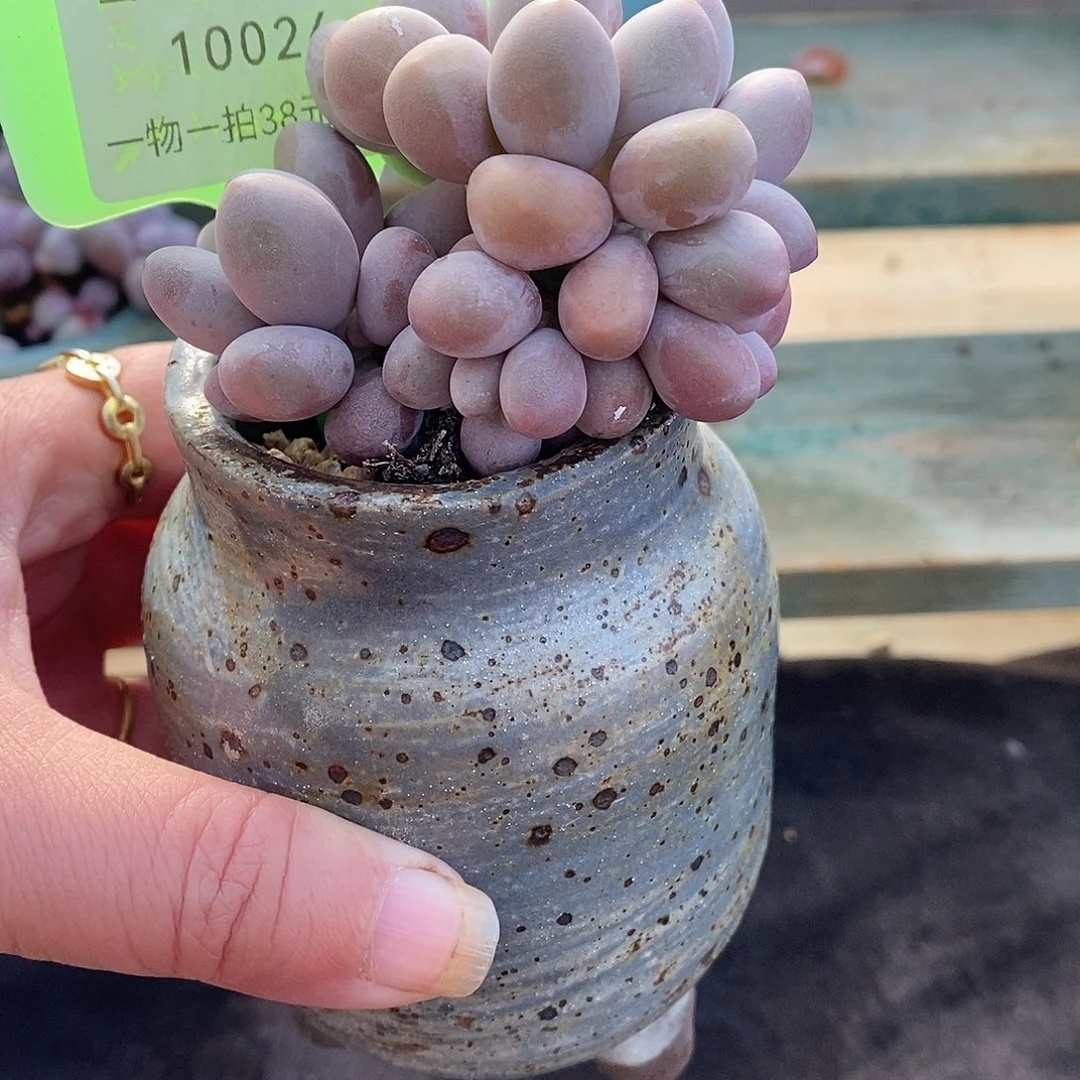 10026天咯哦OK吐了咯