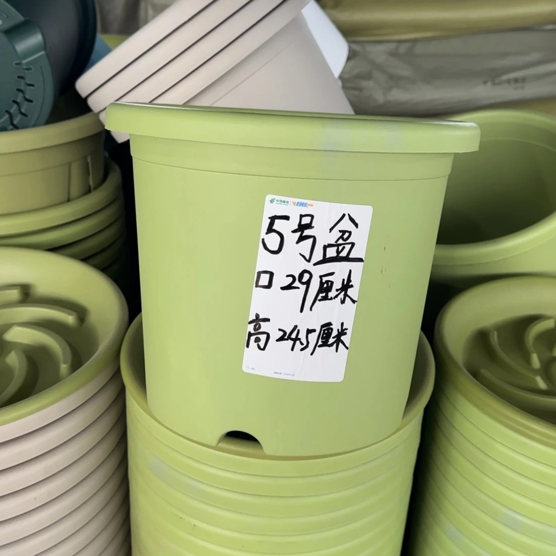 塑料四季5号果绿3个带拖