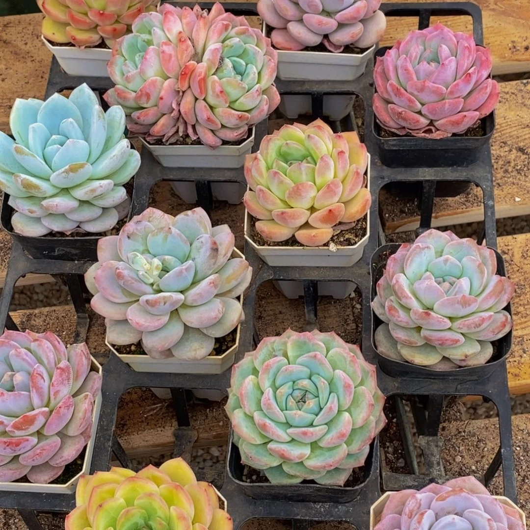 656多肉植物五大虾