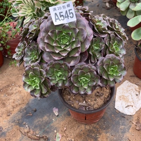 545枚金玫瑰不包断枝