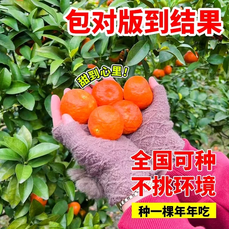 砂糖橘果树苗纯甜嫁接当年结果阳台庭院室内室外南方北方种植