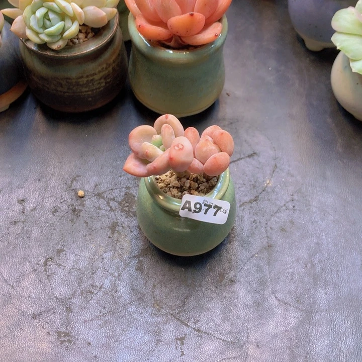 ?*一物一拍含盆土满38包邮A977