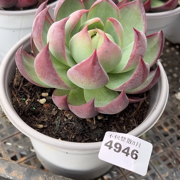 阿雅园艺。     4946惊鸿仙子