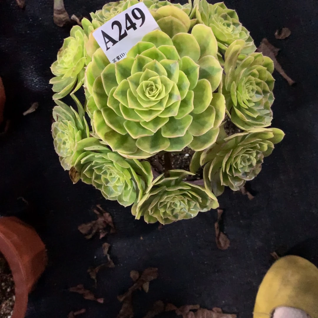 雨荷249法师多肉植物380000000