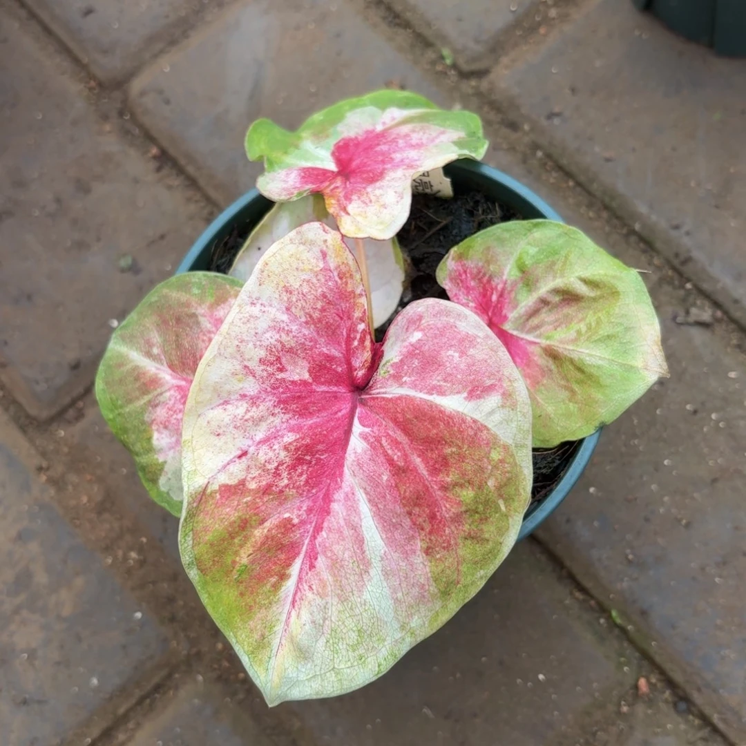 月亮光辉 22-1120