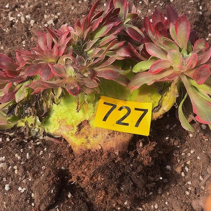 呱***～多肉植物福利727