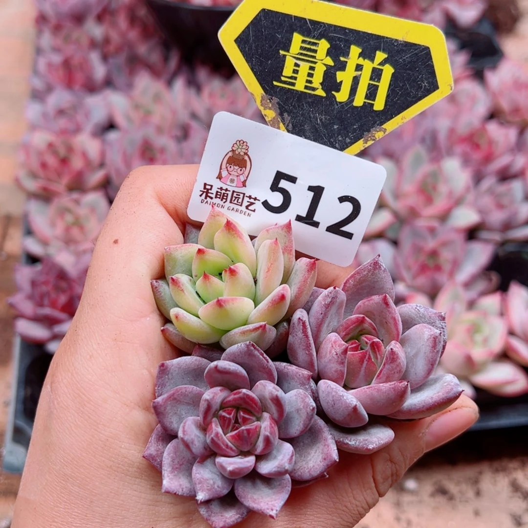 多肉植物多肉植物