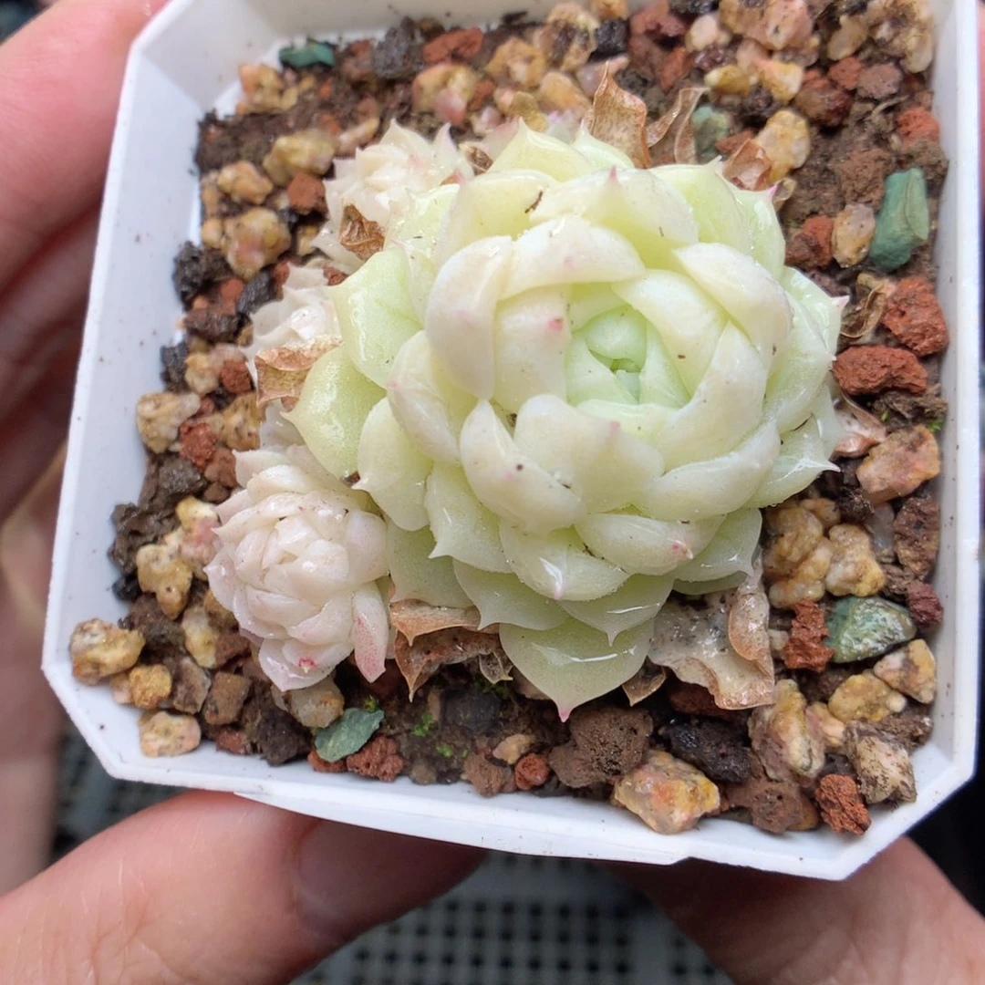 S111y y y y y y y y y