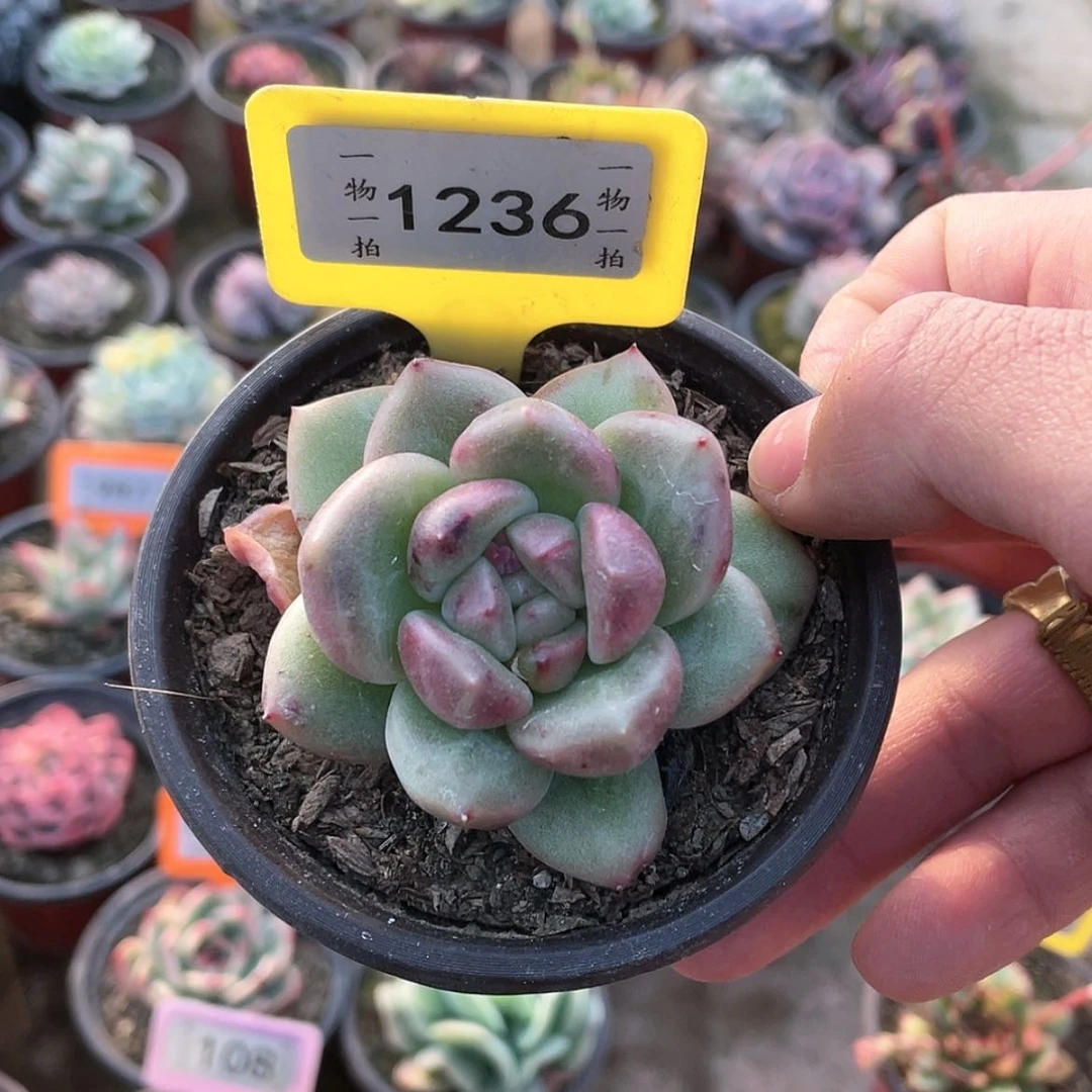 【闪购商品】毛*豆1236号