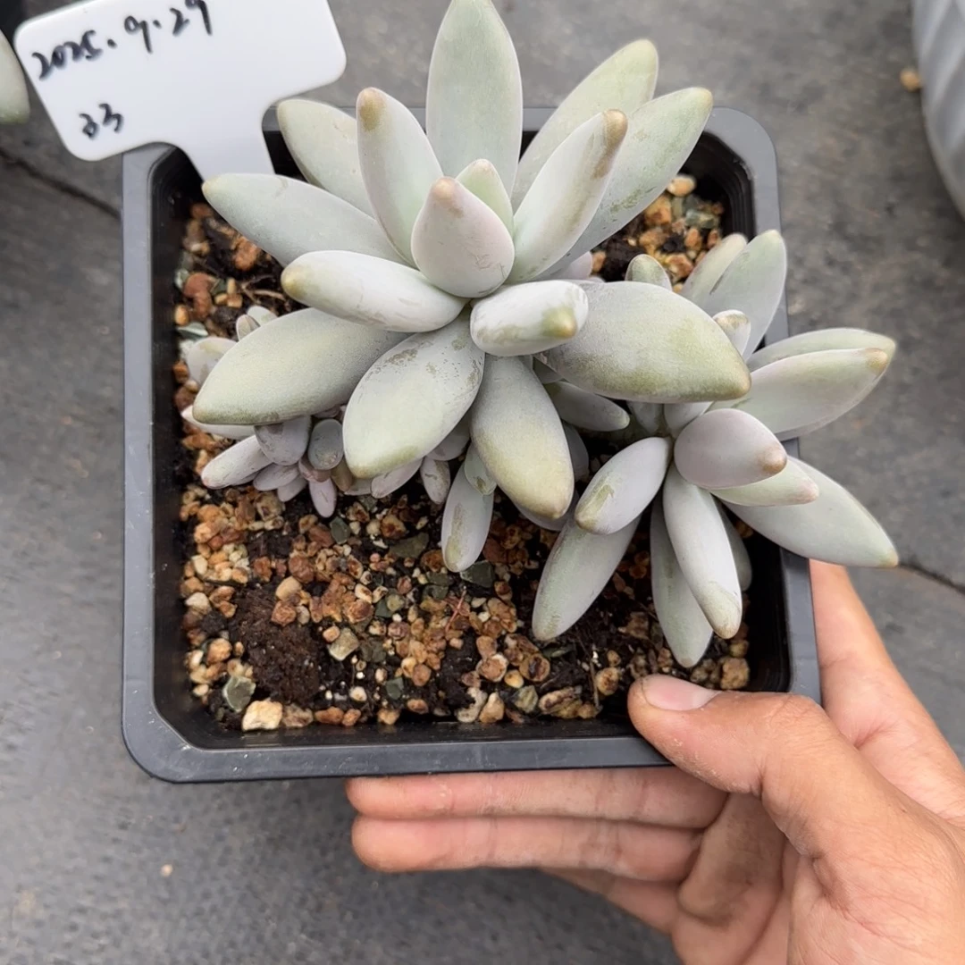 一物一拍企鹅潜力股33