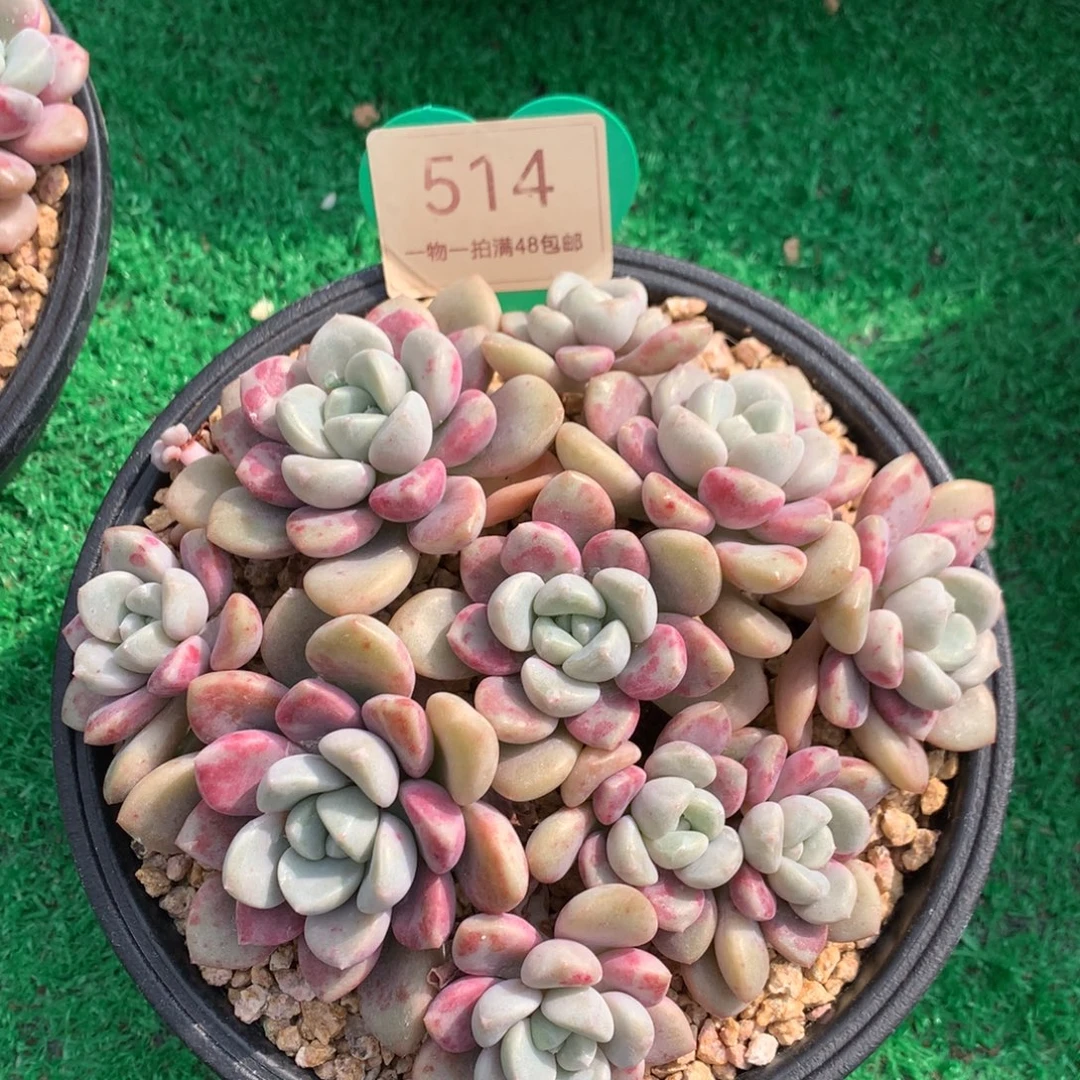 护士斑露老桩平头514