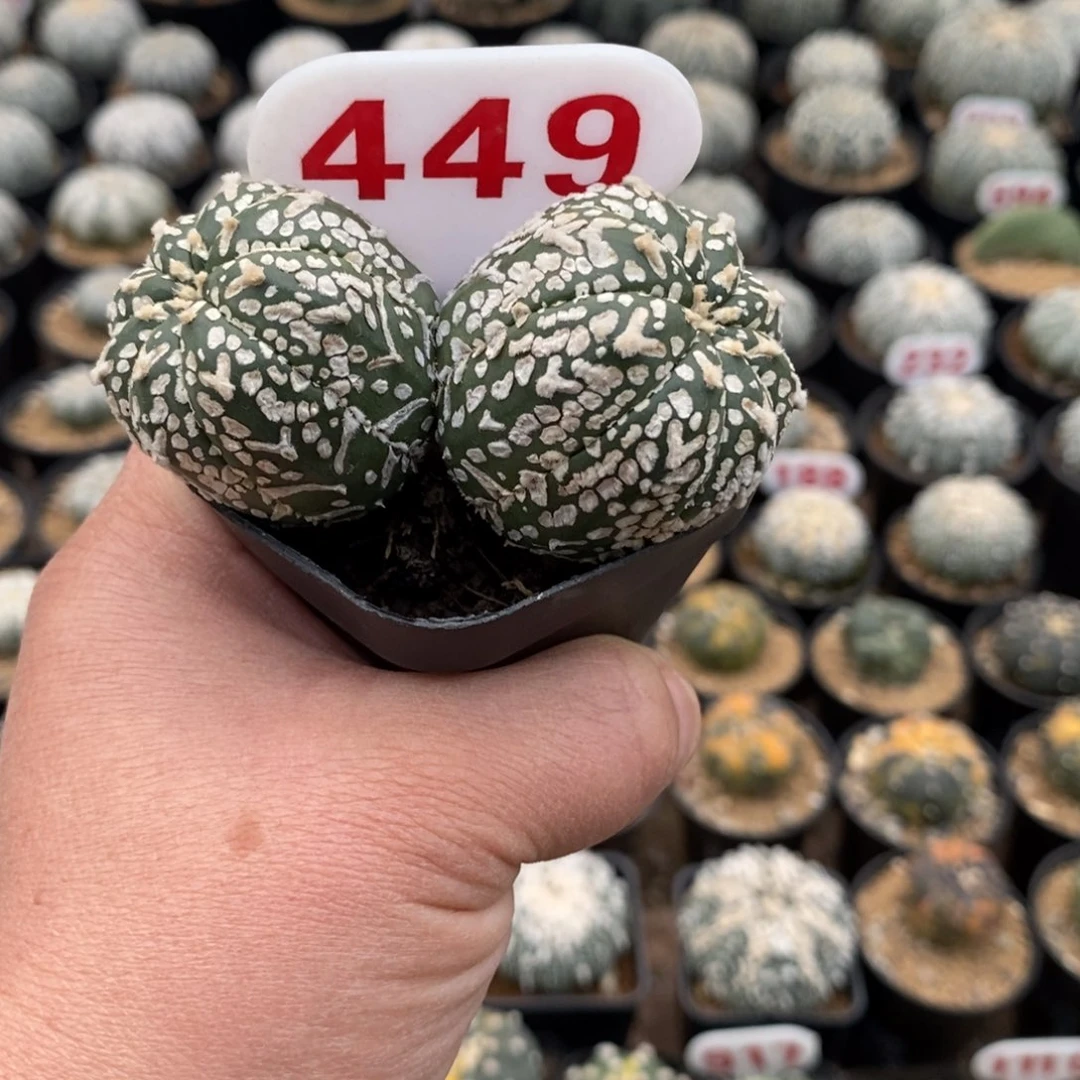 449双头浓白超兜V福利