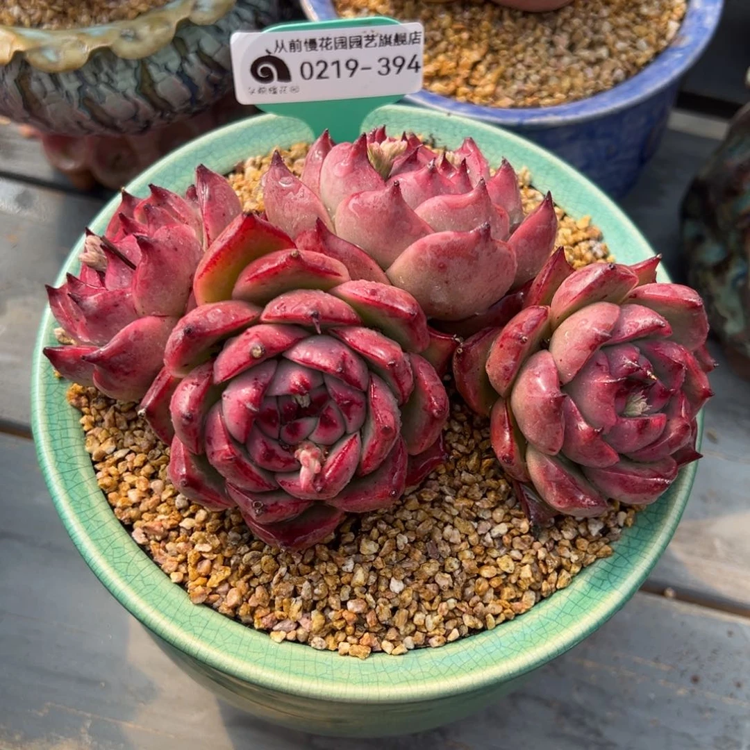 从前慢多肉精选编号0219.394