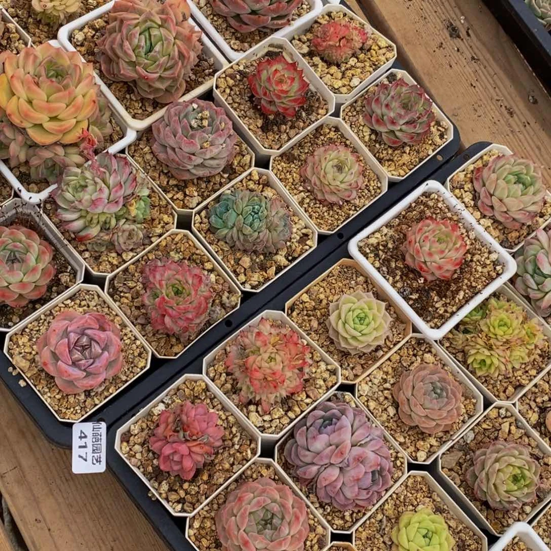熊***白417多肉植物保护研究所