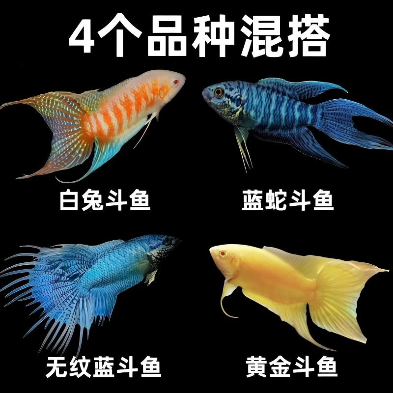 斗鱼混搭黄金斗鱼白兔斗鱼蓝蛇斗鱼无纹蓝斗鱼淡水鱼冷水鱼免打氧