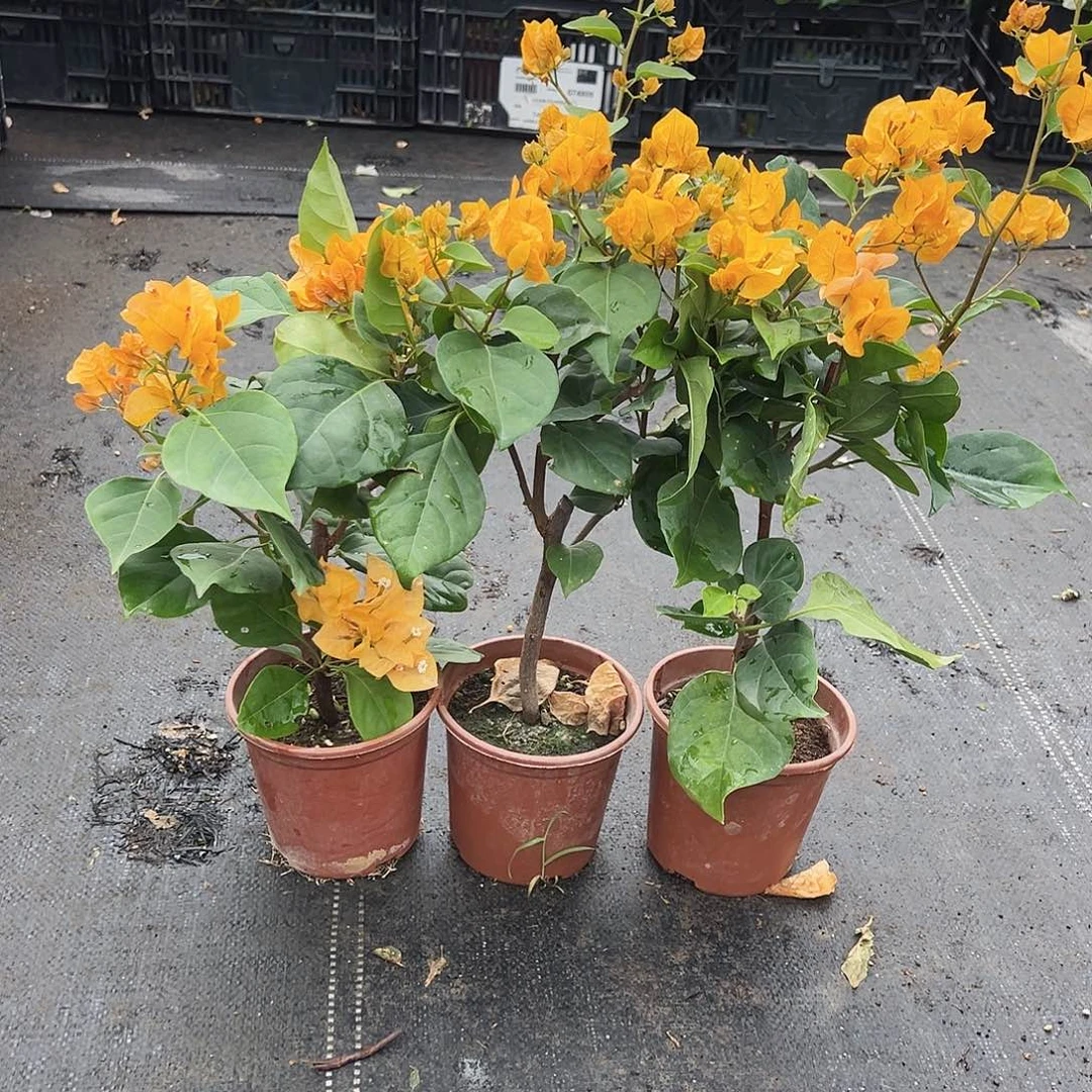 大部分花苞少量开放加黄掌中宝一颗