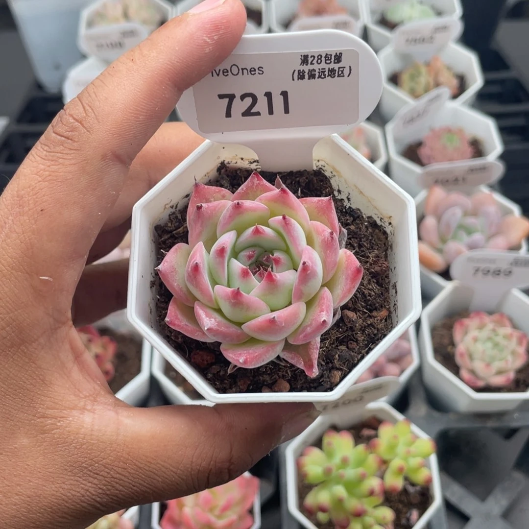 7211吉娃娃4.0厘米