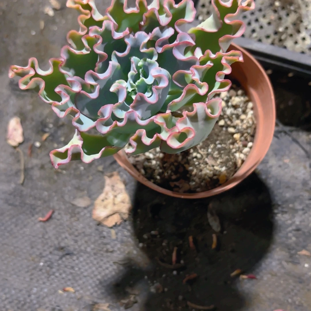 新疆包邮水瓶座一单