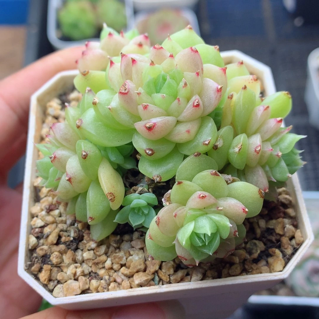 58包邮  群生不包整 13