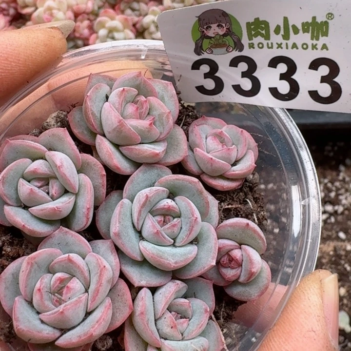 多肉植物多肉植物