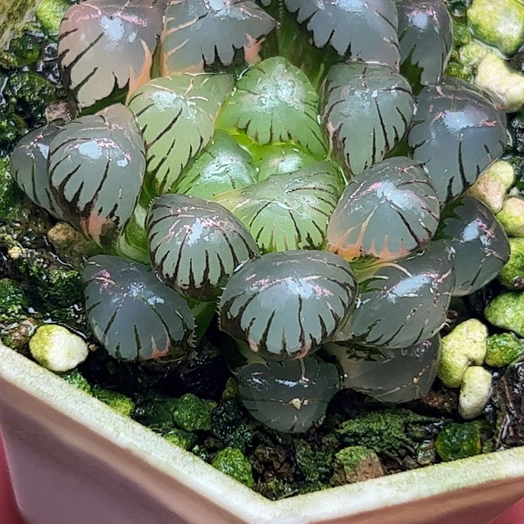 冰灯锦十二卷多肉植物