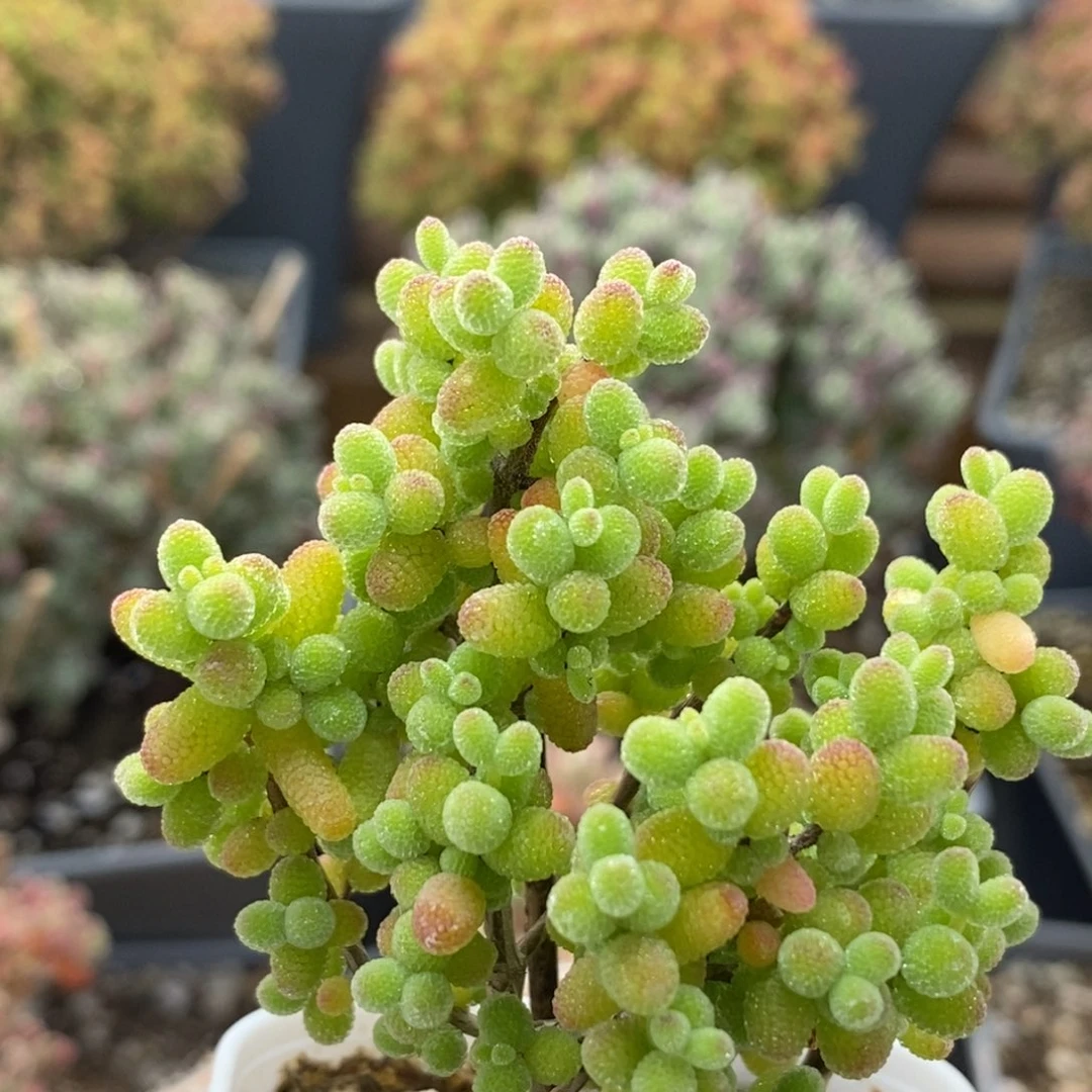 金橘糖球6561枝干番杏