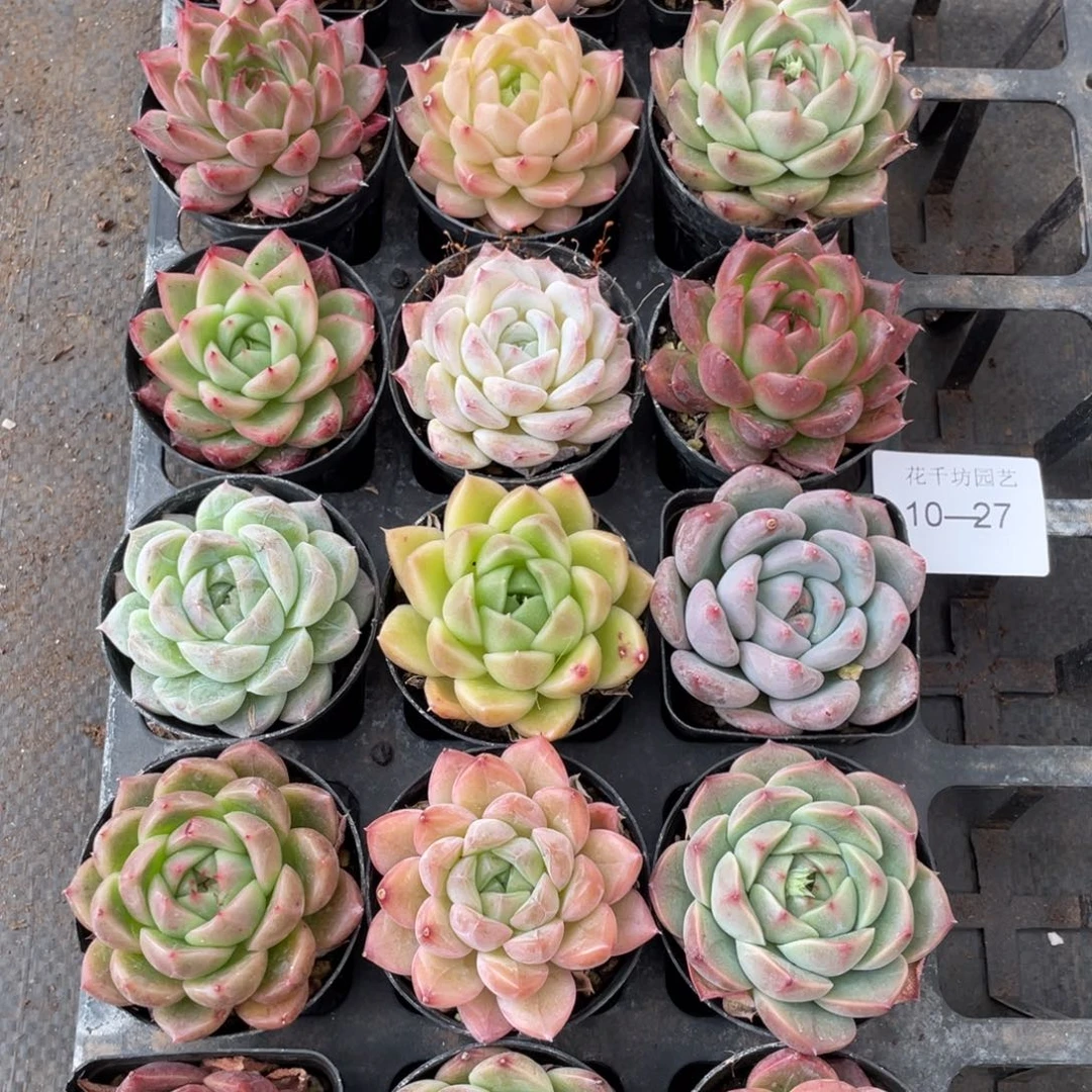 一物一拍18颗10-27