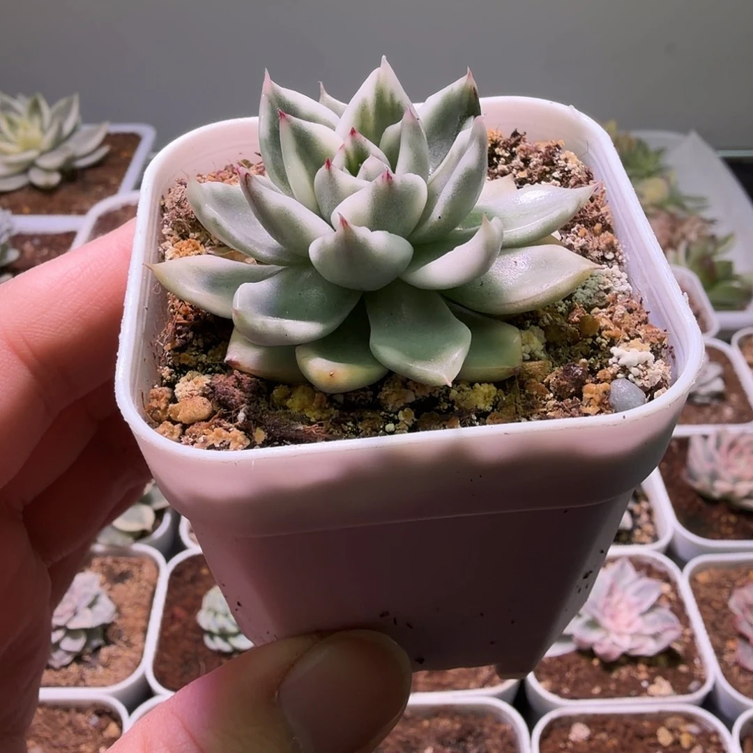 东云杂锦植物一物一拍