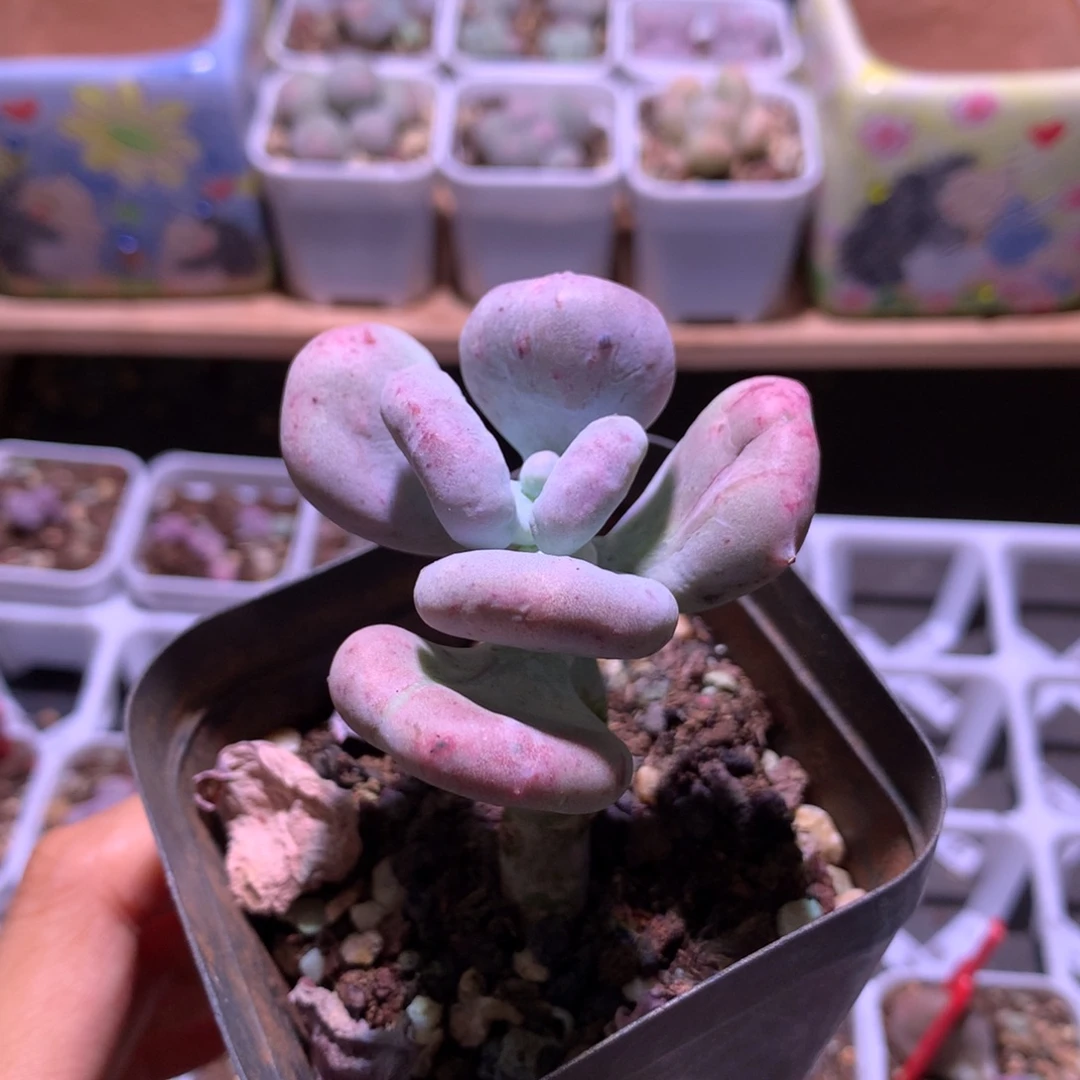 油煎奶酪多肉，油煎奶酪