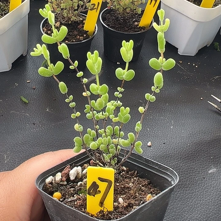 47号月曲锦一物一拍