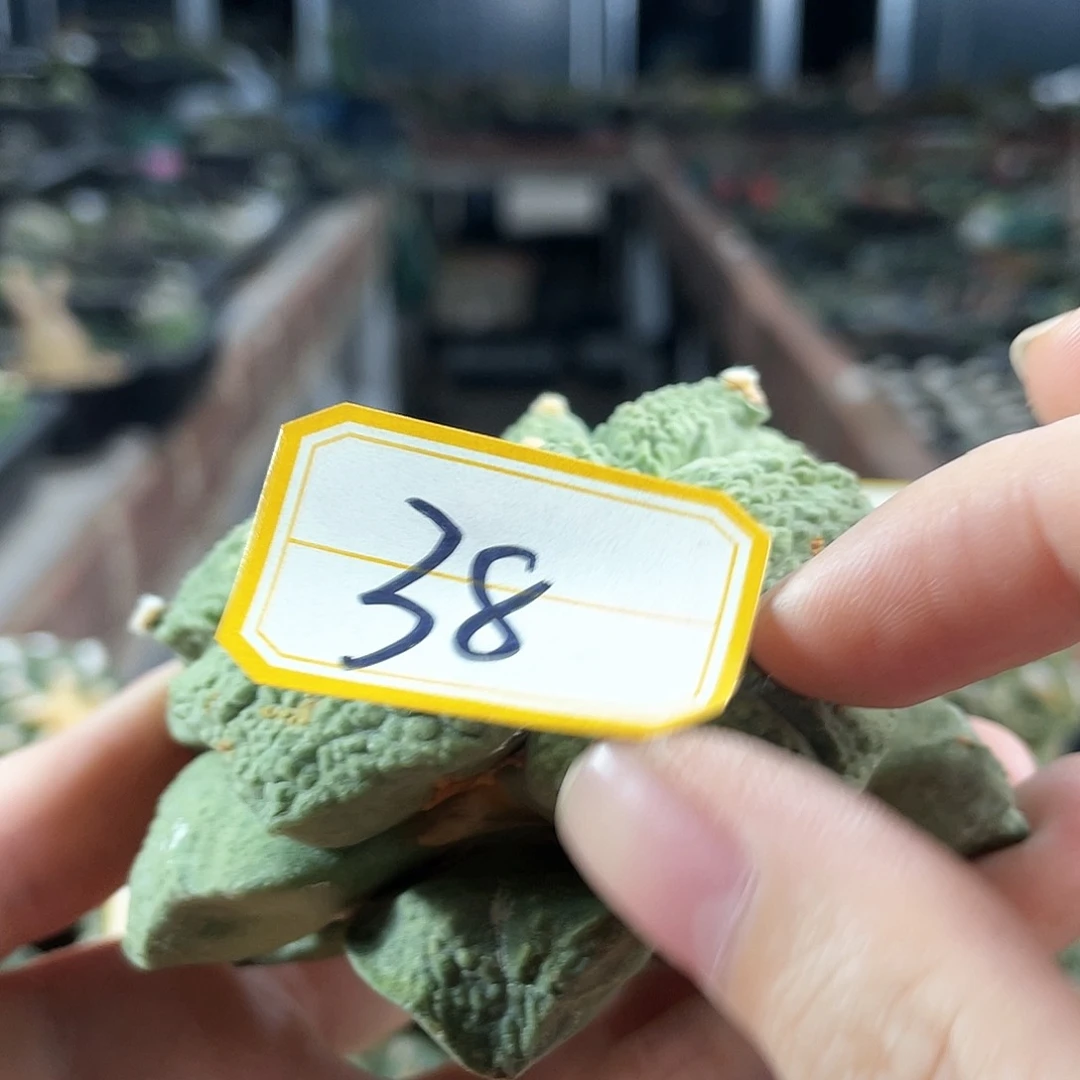 25日38号自根福利好好怒涛8