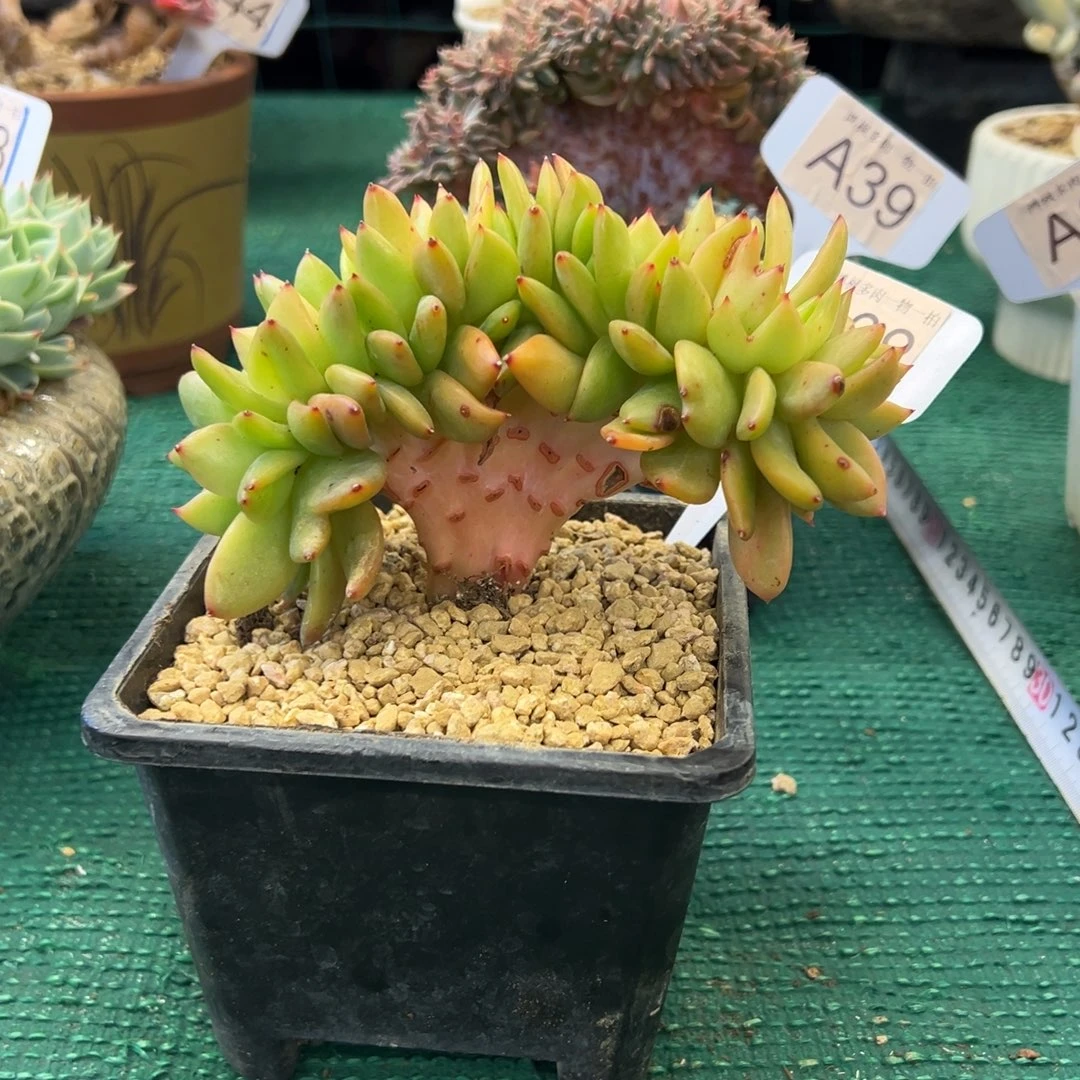 翠花缀化，，，，，，，，，，，，，，，