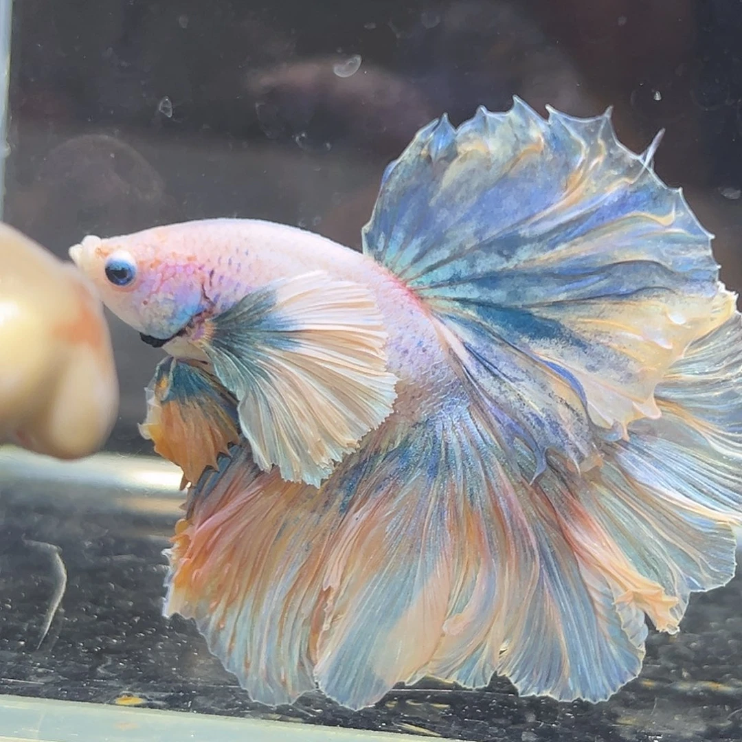 斗鱼16号巨大耳朵梵高油画